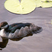 Green Pygmy-goose
